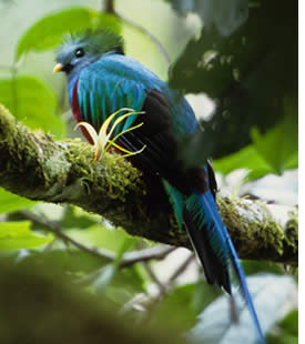 Resplendent Quetzal in the Volcan Barú National Park